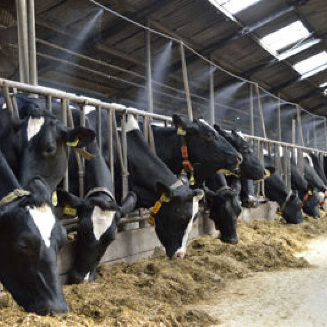 مقابله با استرس گرمایی در گله های گاو شیری-بخش اول